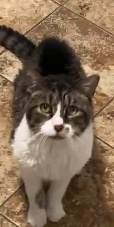 Sudden meow