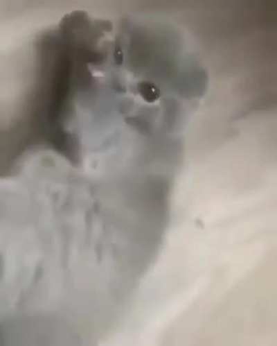 Gato gritando como cj, simplemente epico😎👌