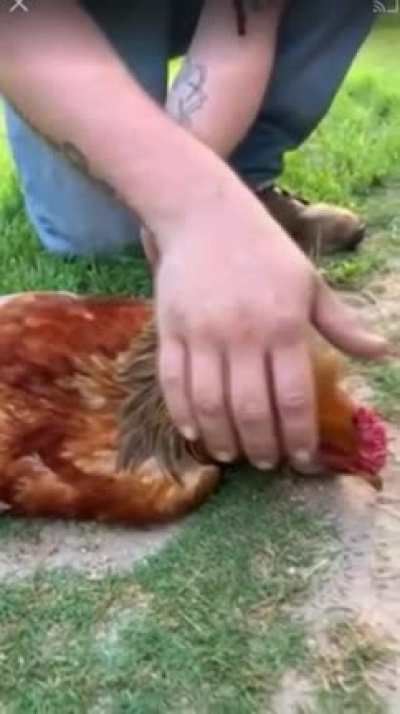 Don&rsquo;t mess with the rooster