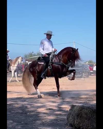Teaching the horses how to dance at el rancho
