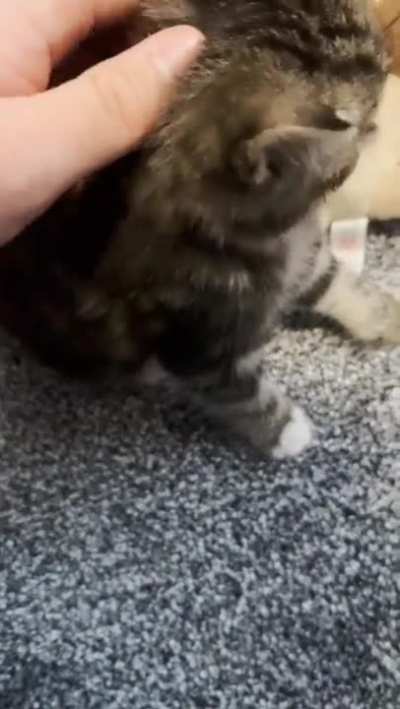 Demander of scratches