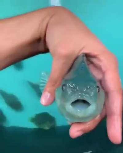 lumpfish rule