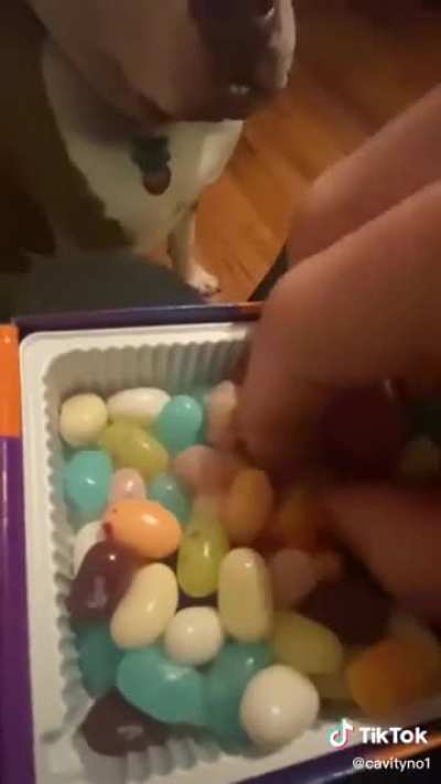 dogs aren&rsquo;t supposed to eat jelly beans