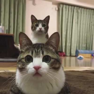 Synced kitties