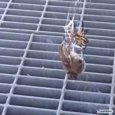 A yellow garden spider caught a small bird
