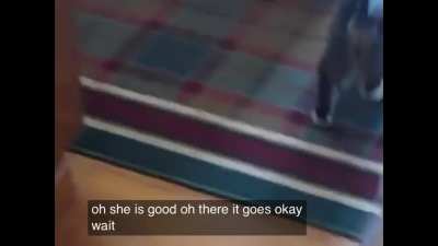 cat fakes a limp to get inside the house