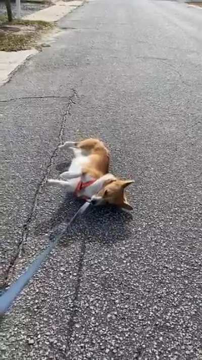 She does this every walk.