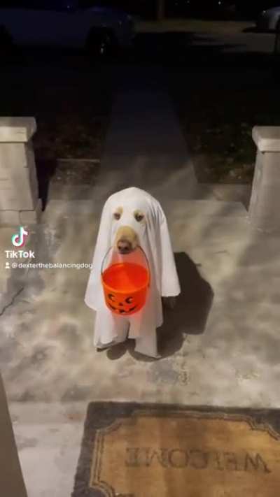 Good boy goes trick or treating