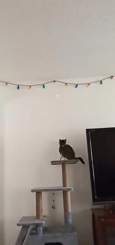 Didn&rsquo;t think he&rsquo;d jump for it😂