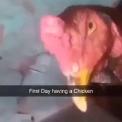 guh