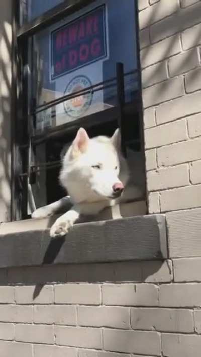 She wasn&rsquo;t aware of the dog