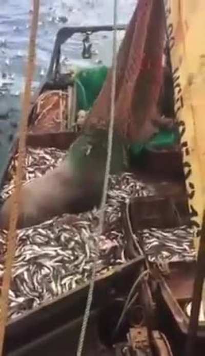 That's a big catch