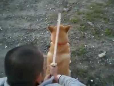 Assassin AttEmPtS tO AsSaSiNaTe ShIbA iNu, fAiLs