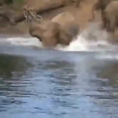 Crocodile tries to take on an elephant