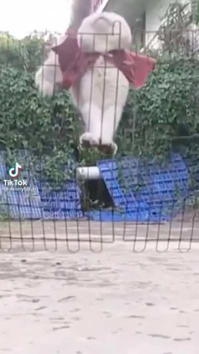 Miscalculation