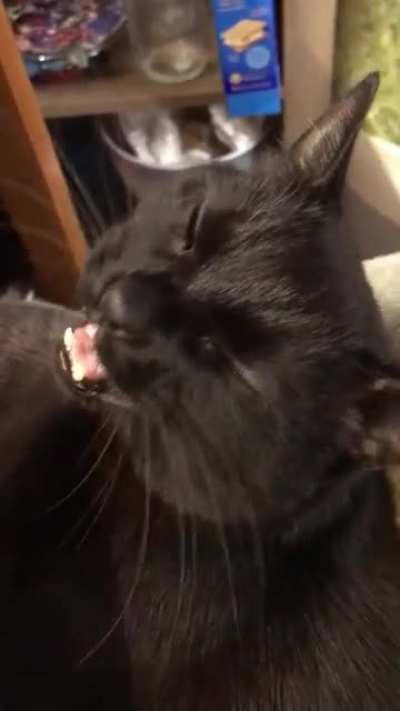 Ridiculous yelly Binx