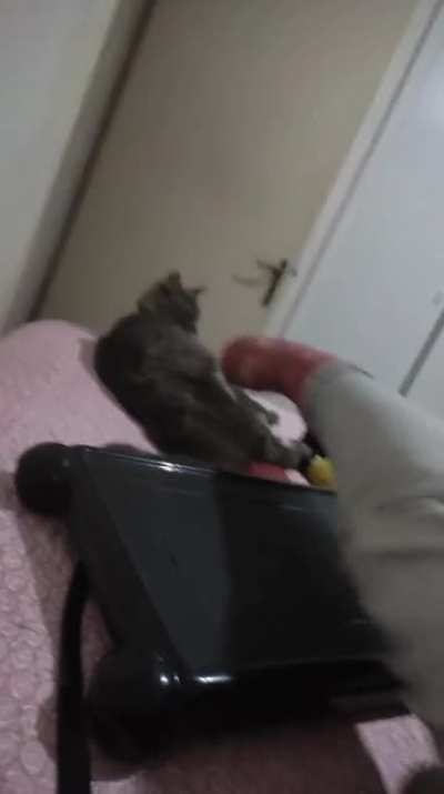 I can't believe I recorded this, apparently my sister's cat doesn't like to be called gay
