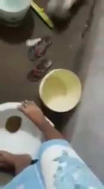 Diana, a ca&ccedil;adora de ratos