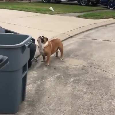 Just your friendly neighborhood bulldog out for a walk