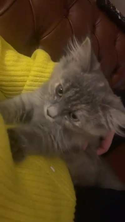 Nermal&rsquo;s last time here