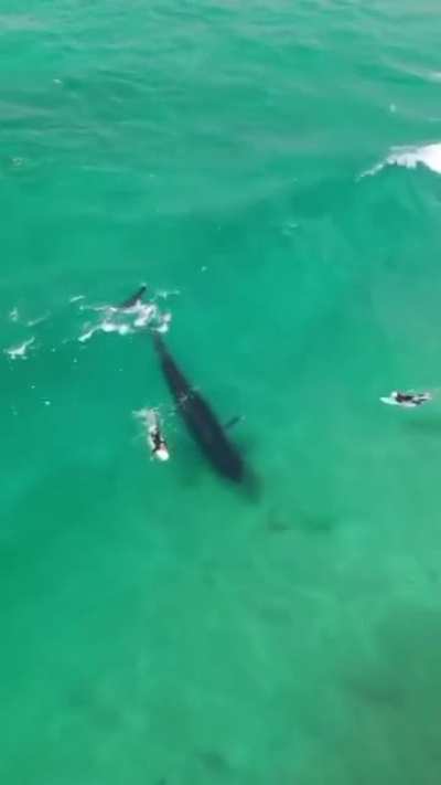 A Whale and Surfers waiting for the perfect wave and the Whale takes it