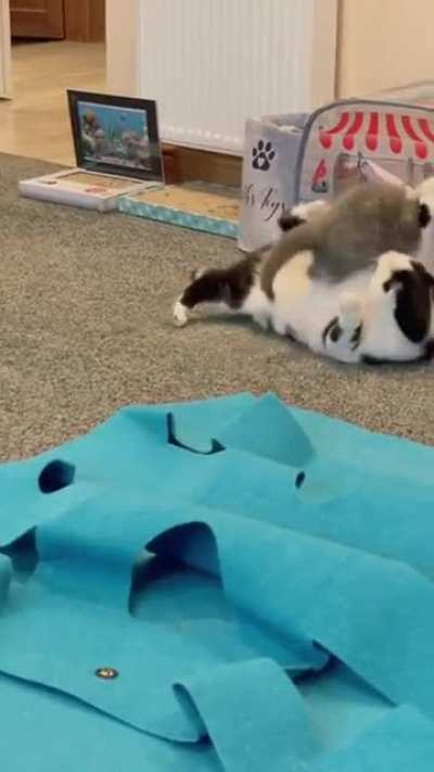 The owners have said he is on a diet and they adopted him like that.