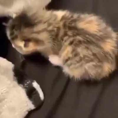 Meow