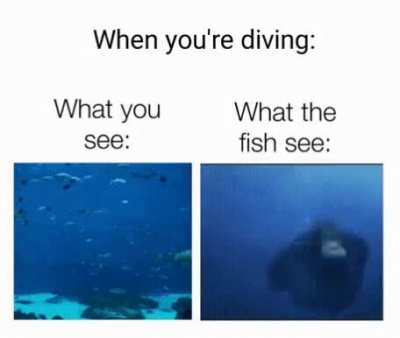 Gif = Dank