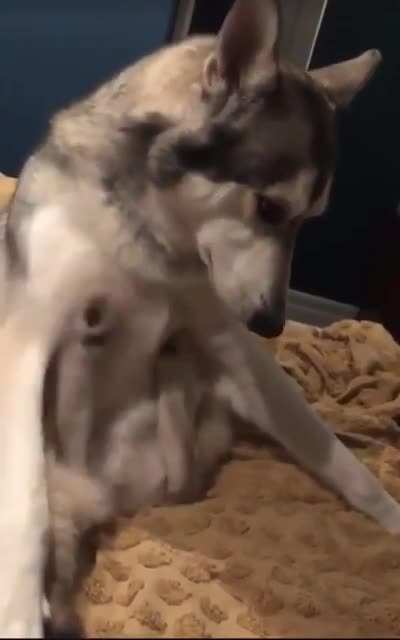Im pretty sure my dogs cant do that