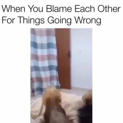 I guess those dogs don&rsquo;t understand magic