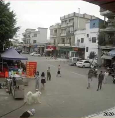Fluffy dog chase his friend