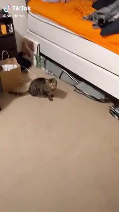 that&rsquo;s one angry pussy