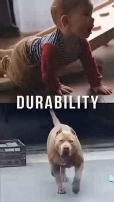 pitbulk
