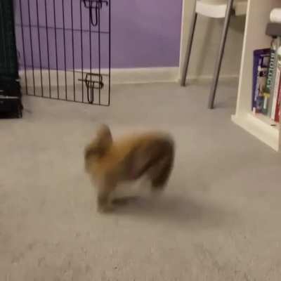 That little hop-turn in the middle is called a "binky" and means this bun is very happy and feels safe.