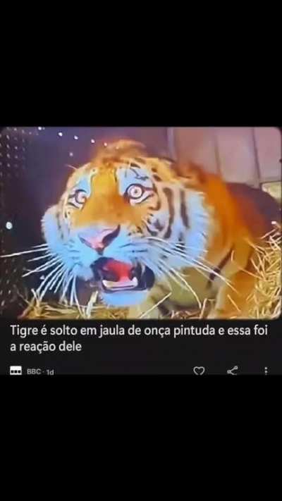 Coitado do tigre &eth;