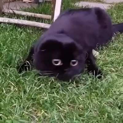 The creature of the night