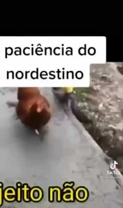 Rip galinha