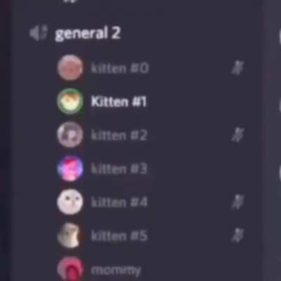 kitten
