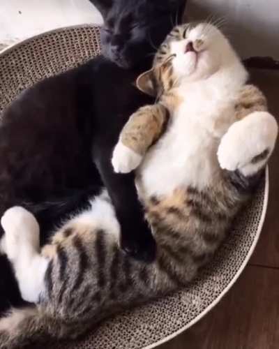 Cuddle Puddle