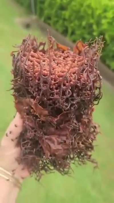 When Rot Life imitates Rot Art