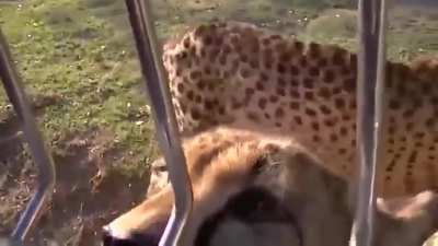 Cheetahs meow and purr just like housecats! Their voice box is fixed, with vocal cords that vibrate as they breathe in and out. This allows them to purr, but strips away their ability to roar like tigers and lions.
