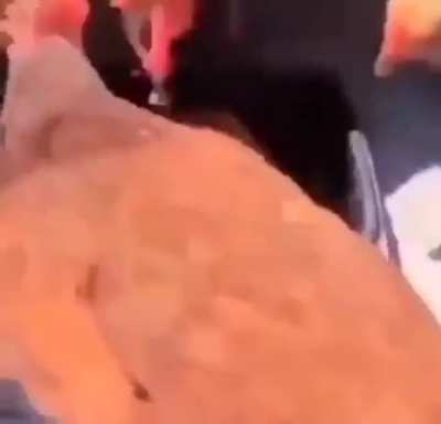 They hungry
