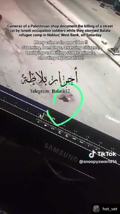 Not even cats are spared from the terrorism of zionists