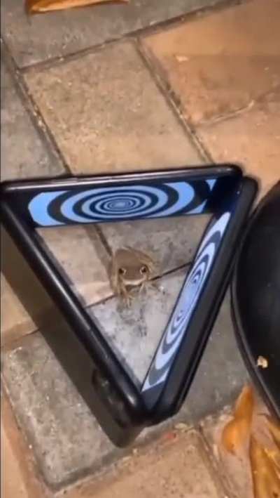 when you try to hypnotize a FROG