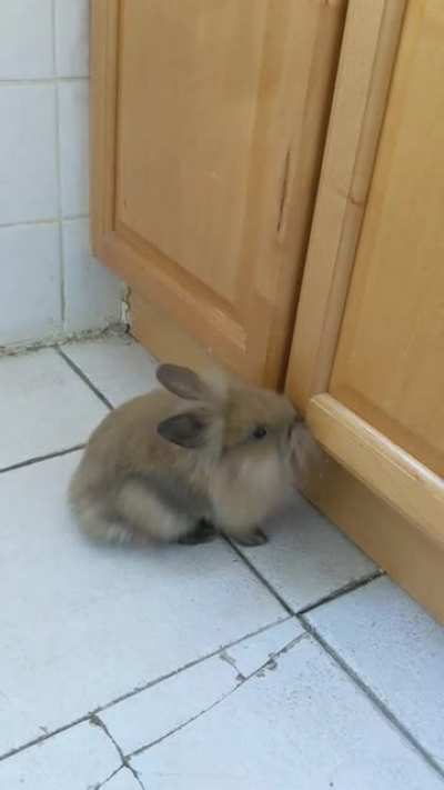Pippin figured out where I keep the pellets. Sorry baby, no second breakfast for you ;)