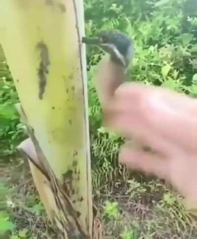 el pajaro lolco