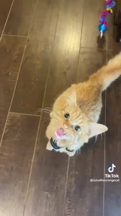 Average orange cat