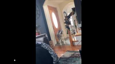 Dog