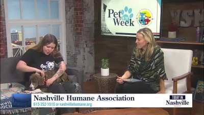 Today In Nashville. WSMV4 TV. October 7th 2025