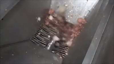 300 Million Males A Year - Warning: 0-10 in 7 seconds - It's called "Culling"